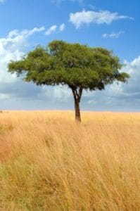 The cultural & ecological significance of Khejri tree - vegetation